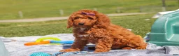 Miniature Labradoodle dogs for sale: Tonya - Ad 5