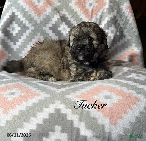 Eskipoo dogs Tucker - Ad 1