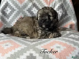 Eskipoo dogs for sale: Tucker - Ad 3