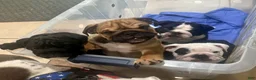 English Bulldog dogs for sale: English Bulldog 2 - Ad 3