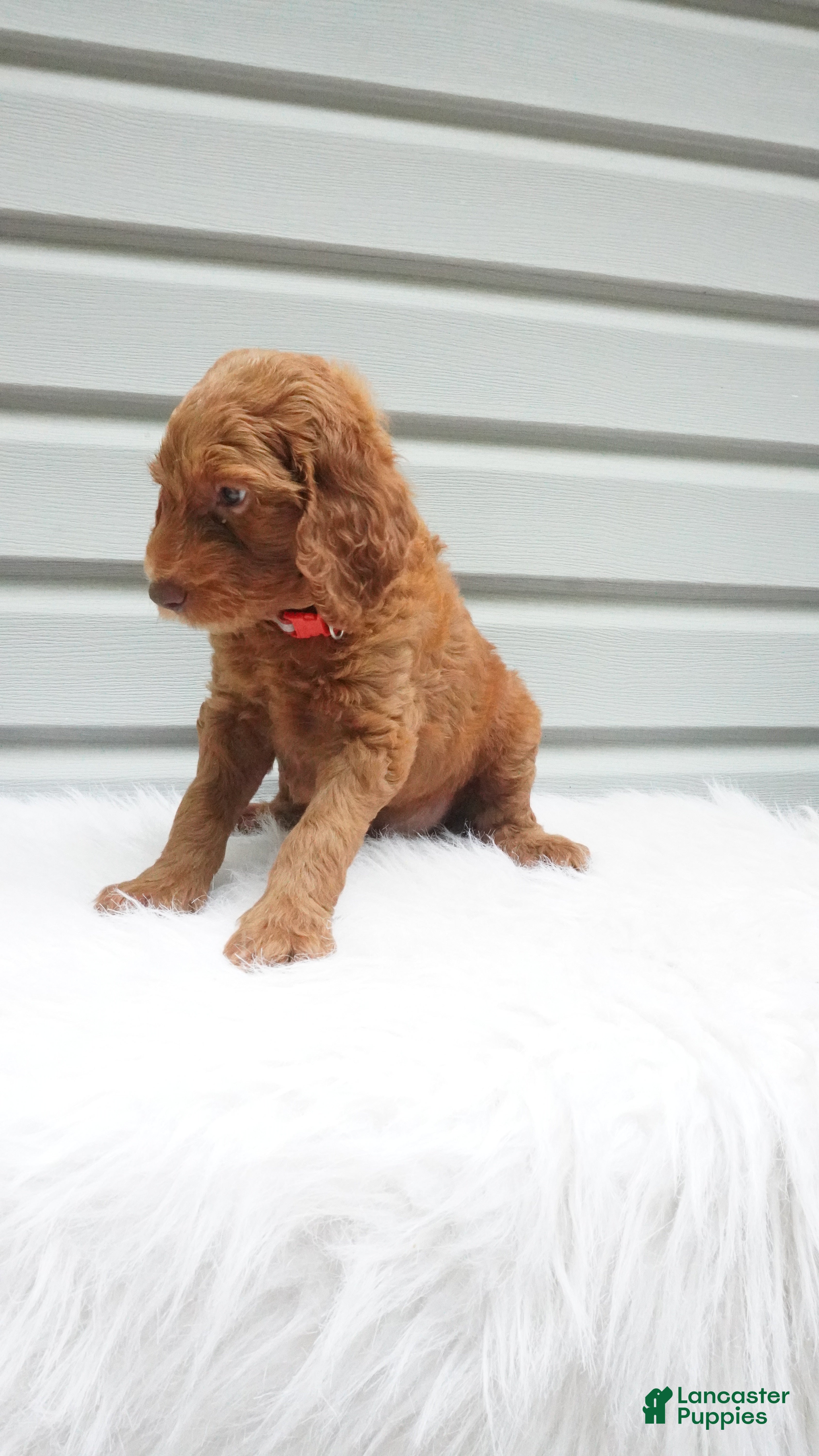 Goldendoodle dogs Blaze  - Ad 1