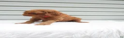 Goldendoodle dogs for sale: Blaze  - Ad 1