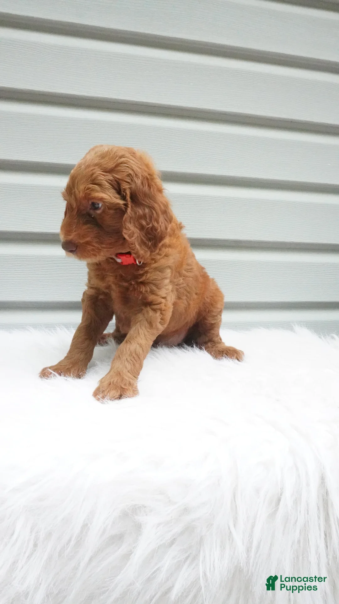 Goldendoodle dogs for sale: Blaze  - Ad 1
