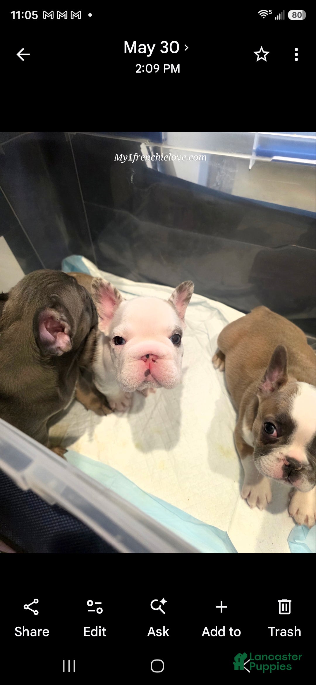 French Bulldog dogs Monica - Ad 1