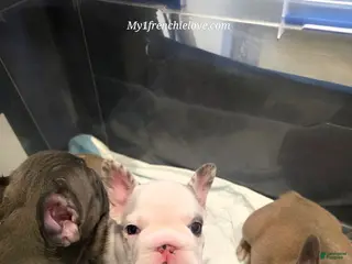French Bulldog dogs for sale: Monica - Ad 4