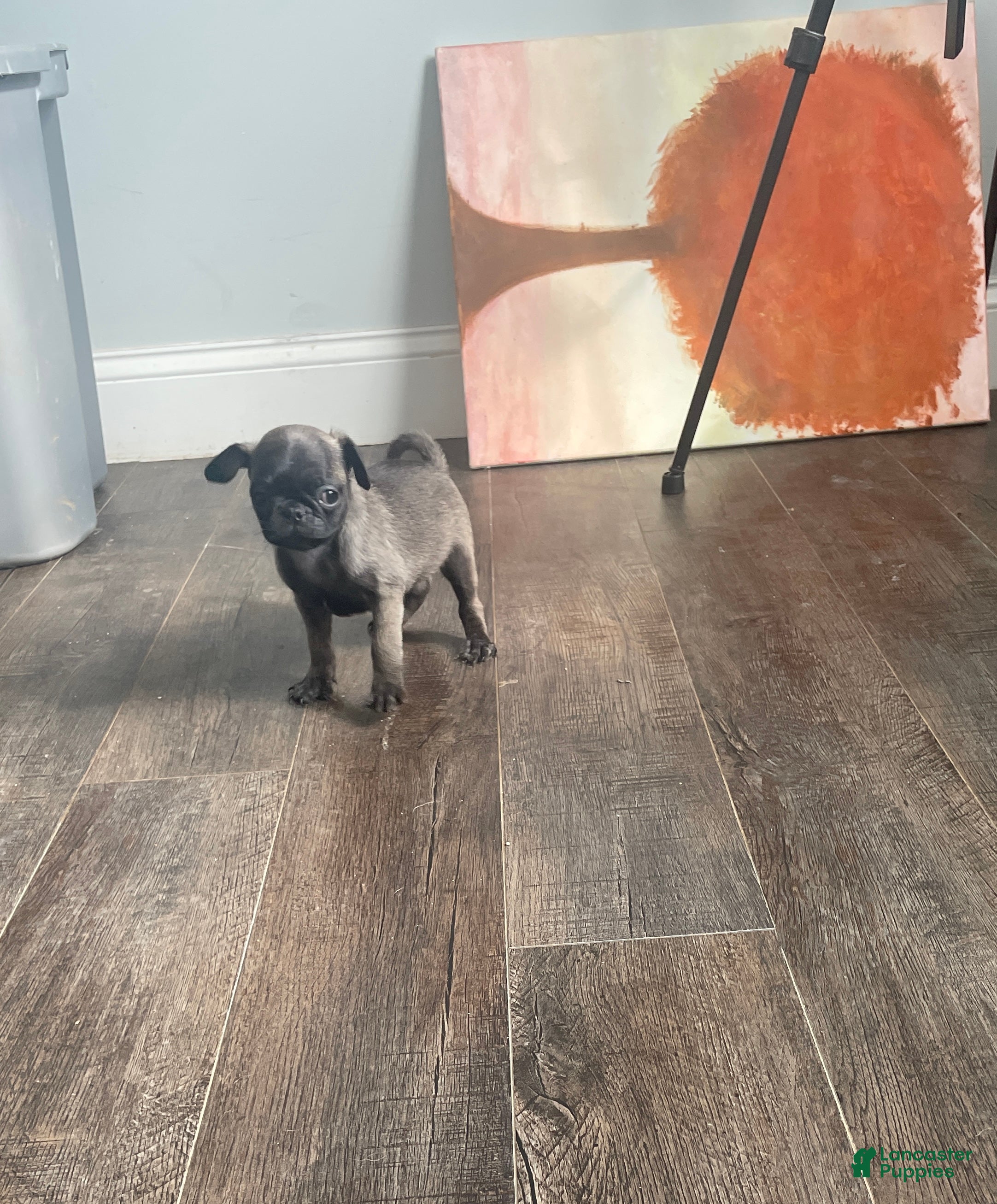 Pug dogs Peanut  - Ad 1