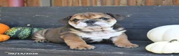 English Bulldog dogs for sale: June - Ad 2