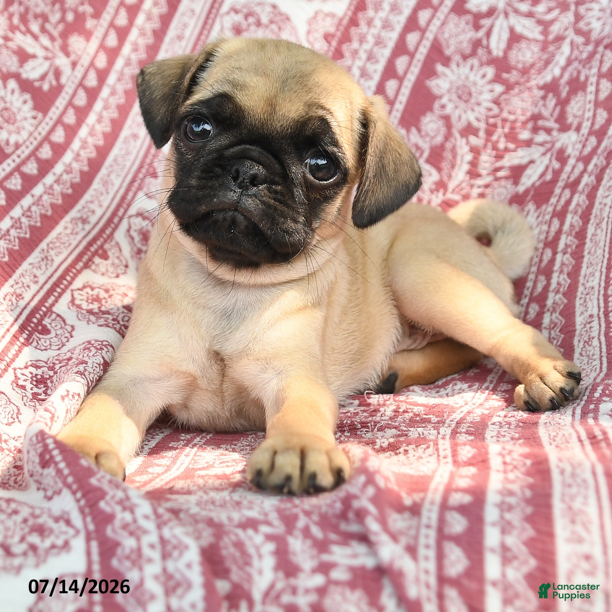 Pug dogs Mary - Ad 2