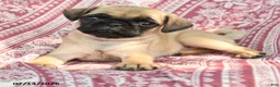 Pug dogs for sale: Mary - Ad 2