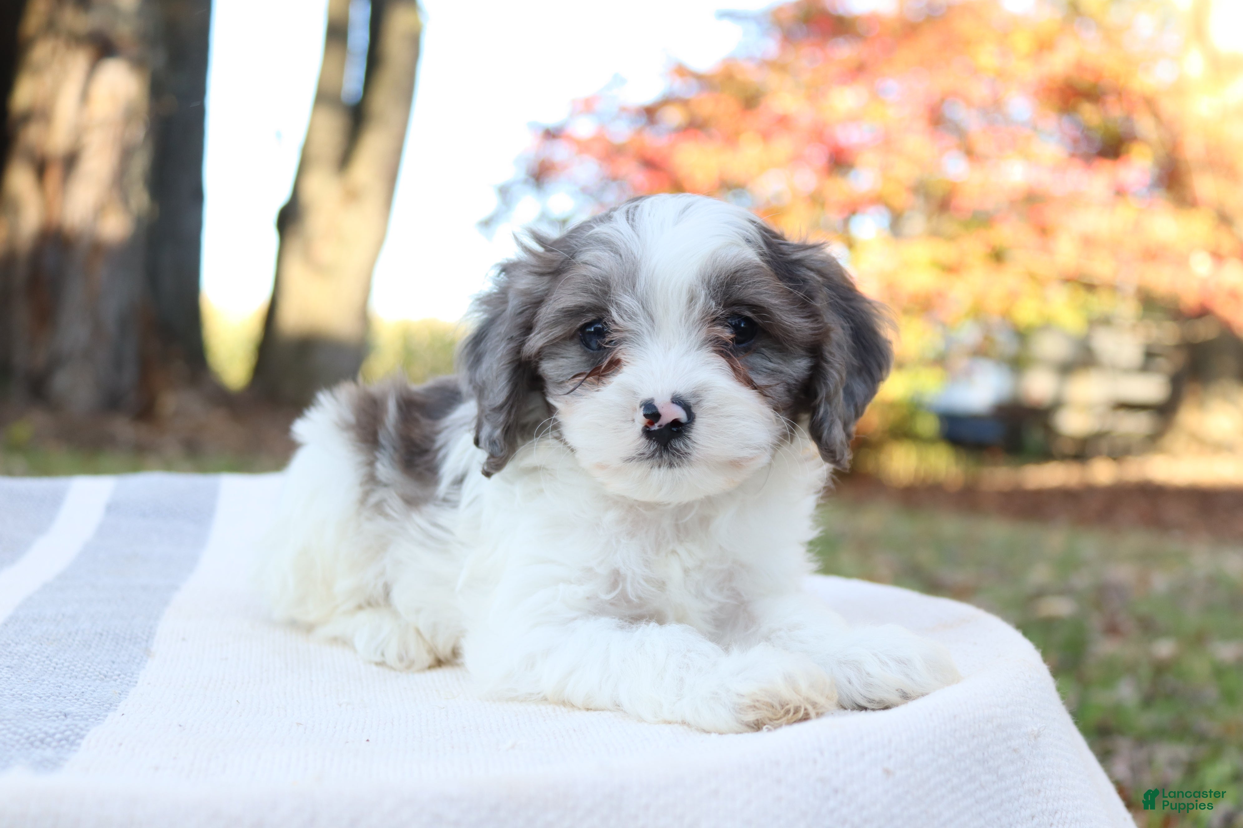 Cavapoo dogs for sale: Frost - Ad 2
