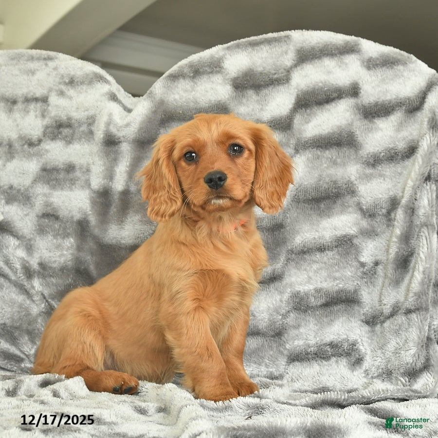 Miniature Golden Retriever dogs Blue  - Ad 13