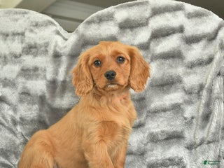 Miniature Golden Retriever dogs Blue - Ad 13