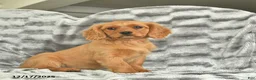 Miniature Golden Retriever dogs for sale: Blue  - Ad 1