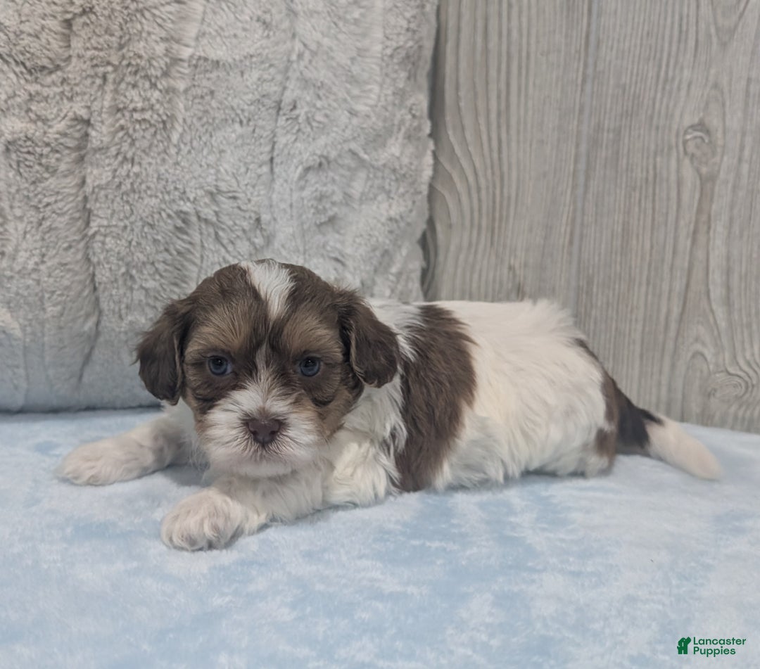 Shihpoo dogs for sale: Asher - Ad 4