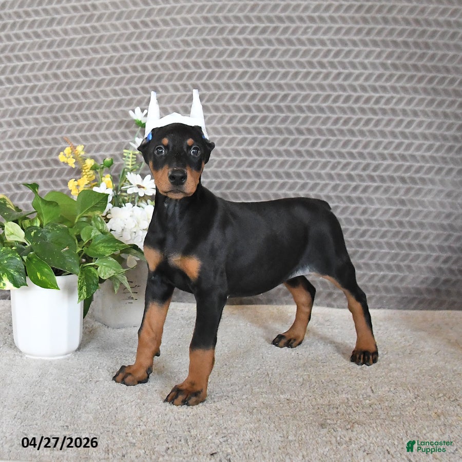 Doberman Pinscher dogs Sage - Ad 1