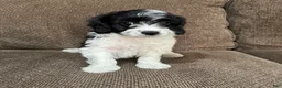 Havapoo dogs for sale: 1 Tony - Ad 4