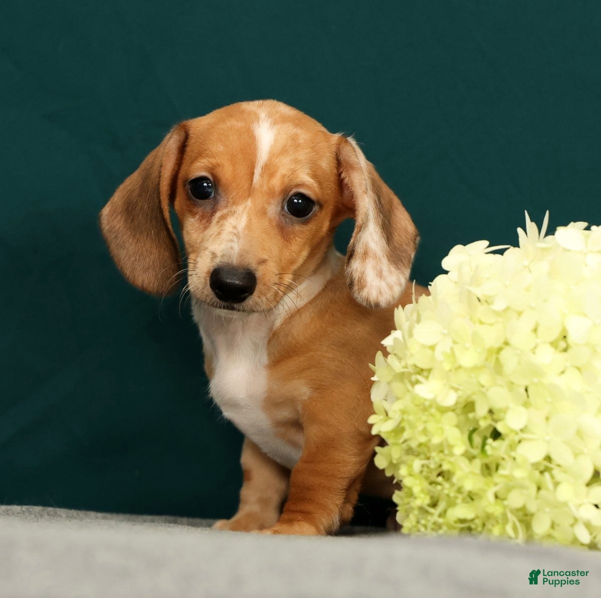 Miniature Dachshund dogs Paris - Ad 2