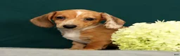 Miniature Dachshund dogs for sale: Paris - Ad 2