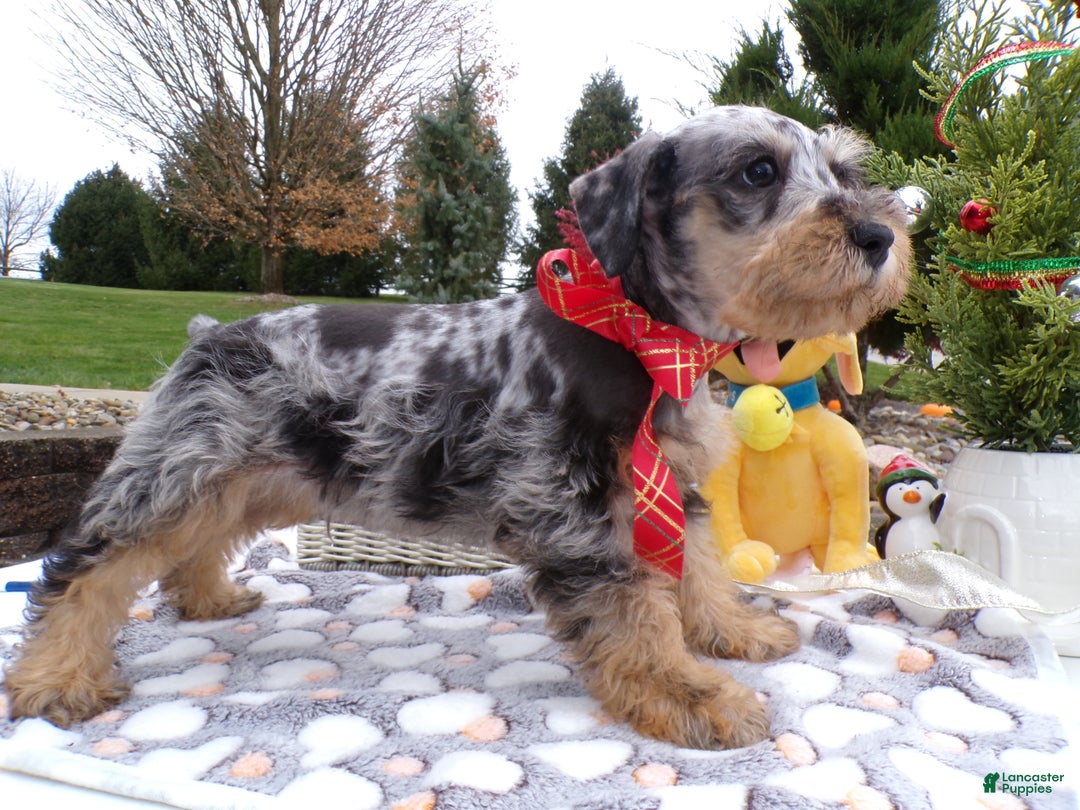Schnoodle dogs for sale: Schnoodle Puppy 3 Leon - Ad 3