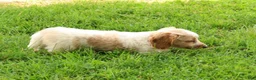 Miniature Dachshund dogs for sale: Hank - Ad 8