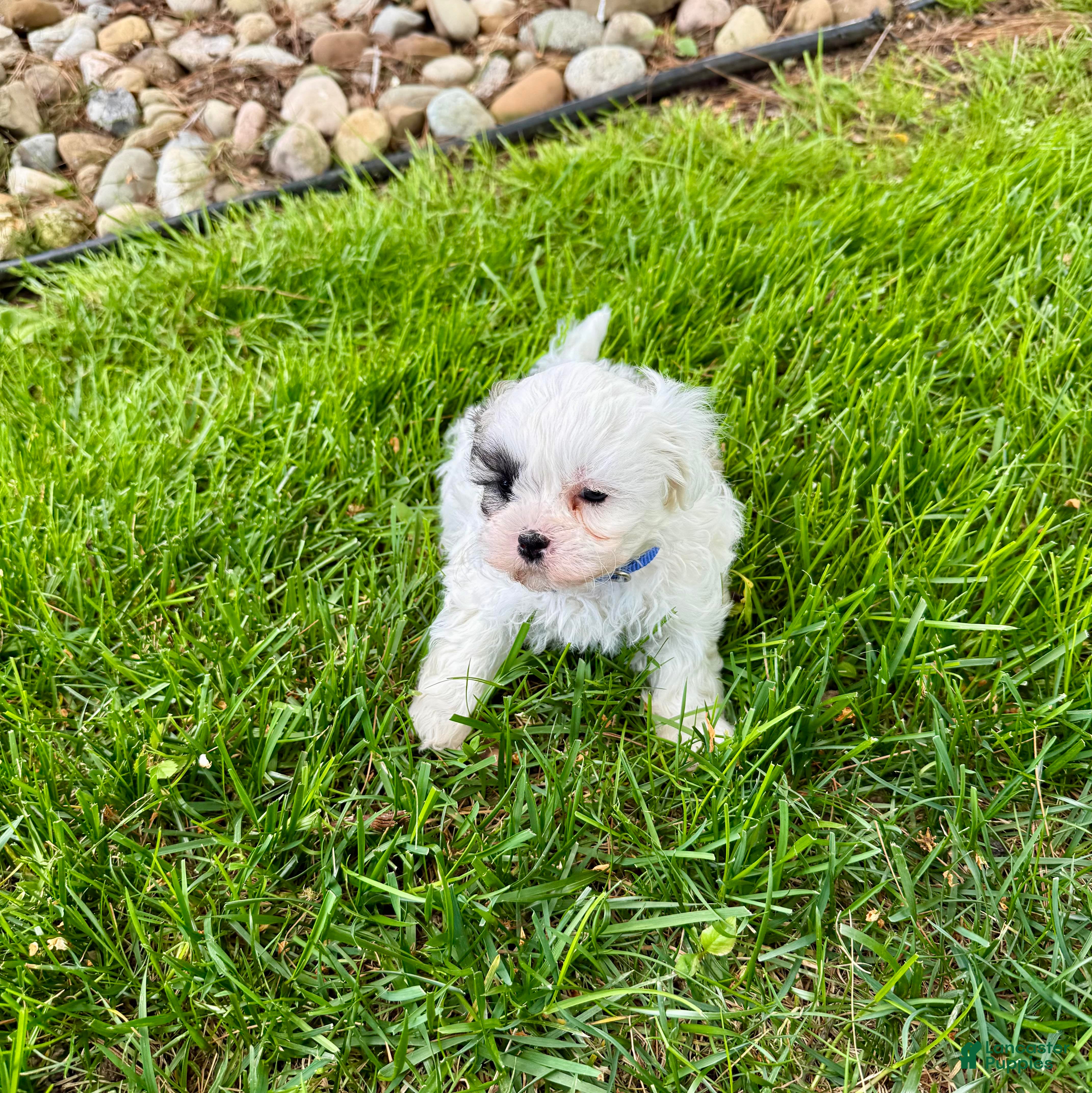 Mixed Breed dogs for sale: Tommy - Ad 2
