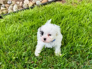 Mixed Breed dogs for sale: Tommy - Ad 2