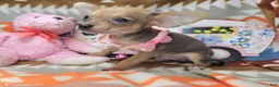 Chihuahua dogs for sale: Marty McFly (mini) - Ad 4