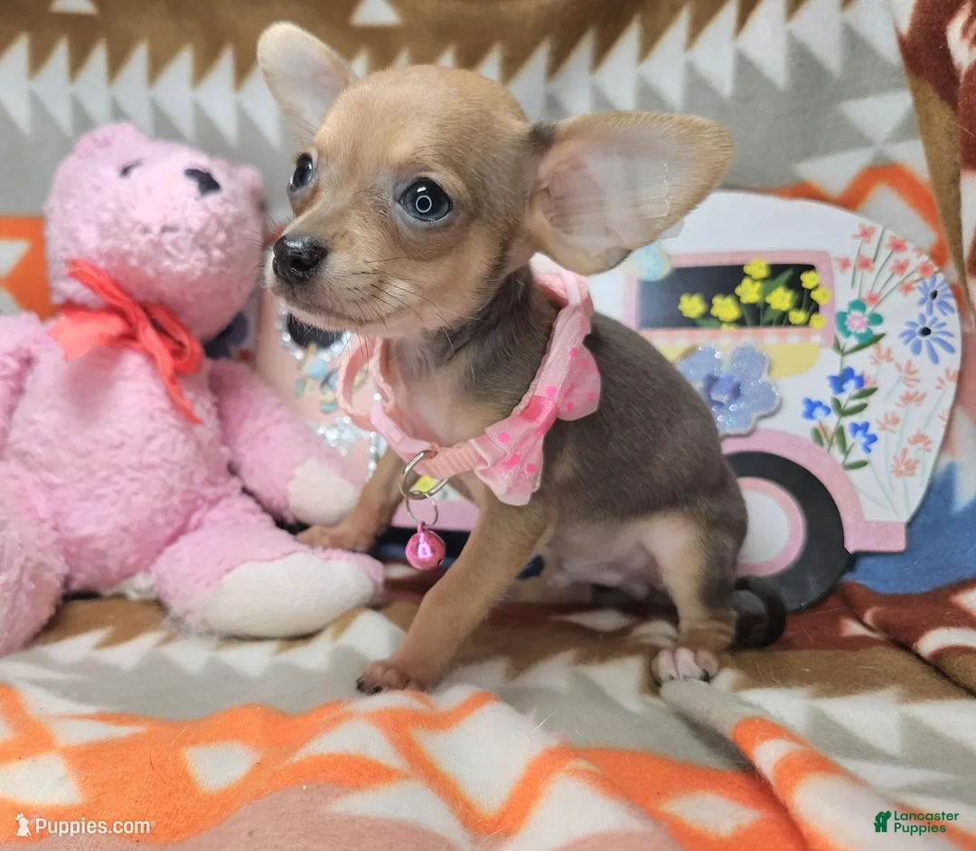 Chihuahua dogs for sale: Marty McFly (mini) - Ad 4