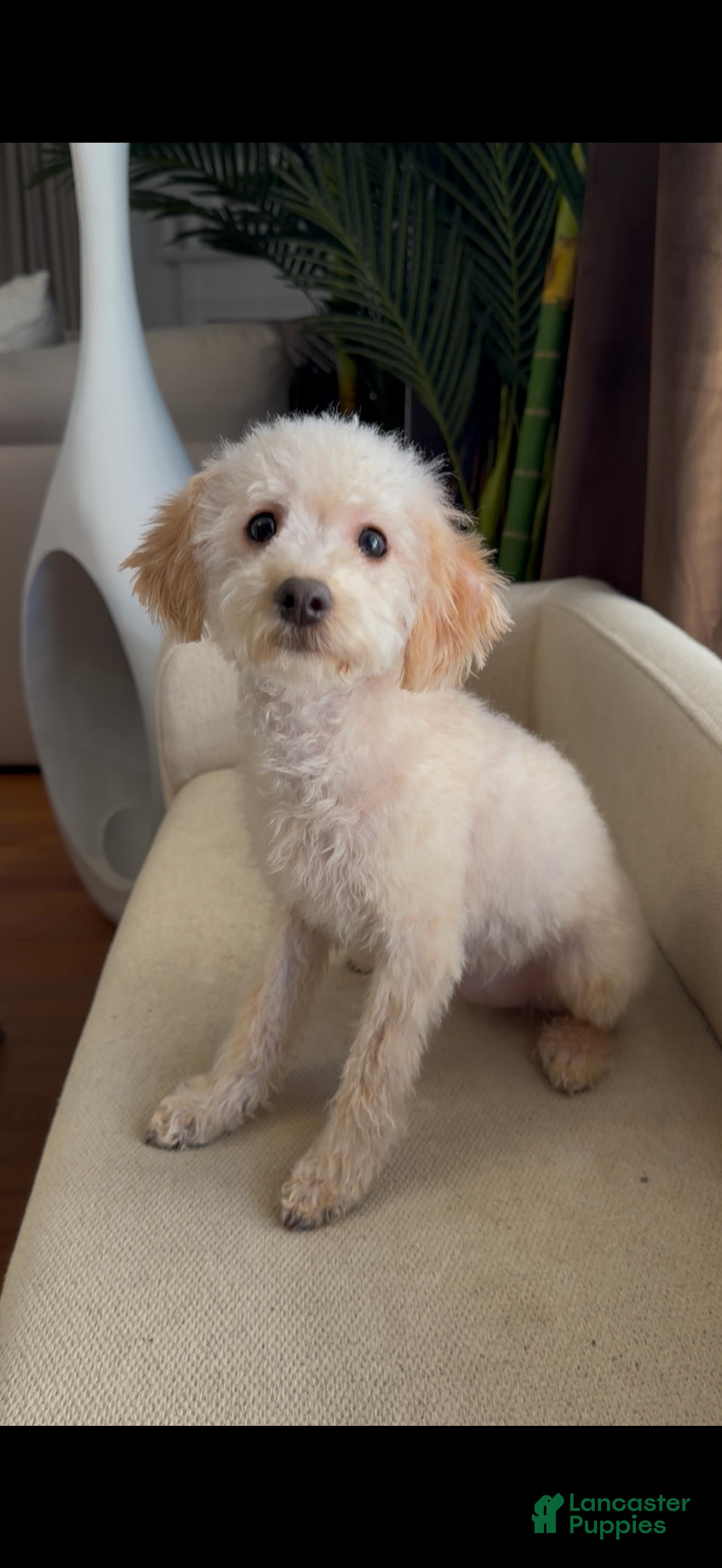 Mini Goldendoodle dogs Pixie  - Ad 2