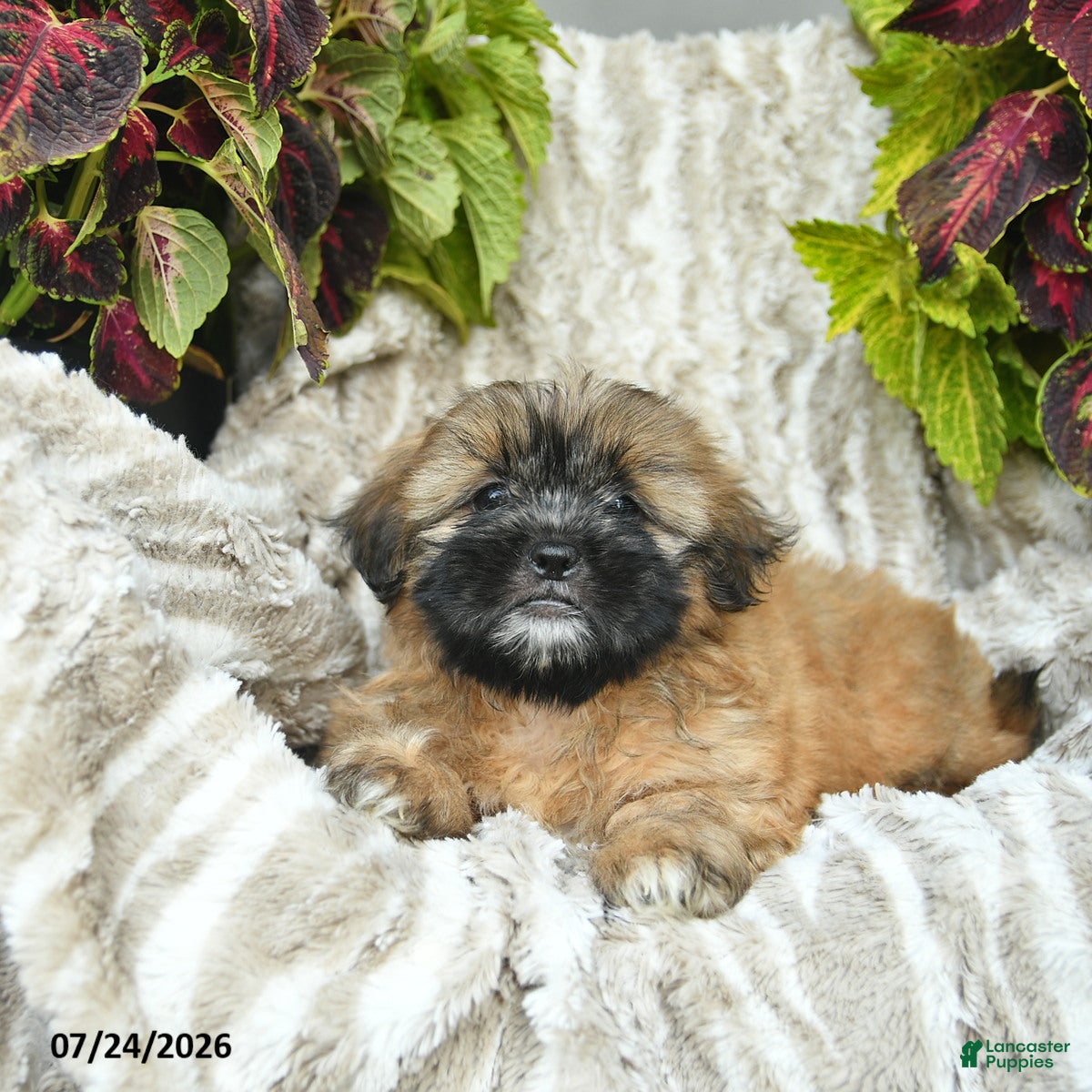 Shih Tzu dogs Chipper  - Ad 1
