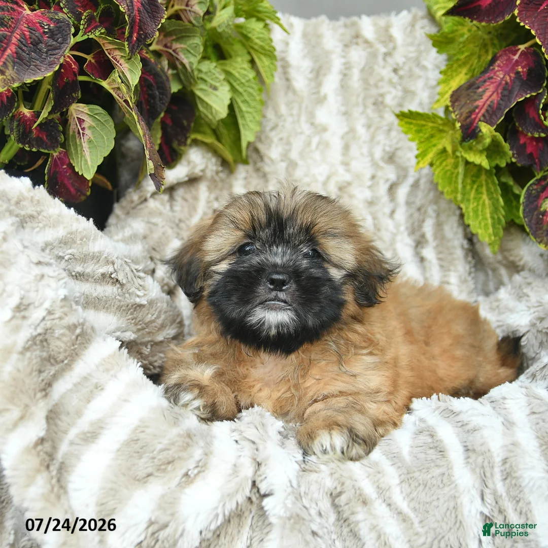 Shih Tzu dogs for sale: Chipper  - Ad 1