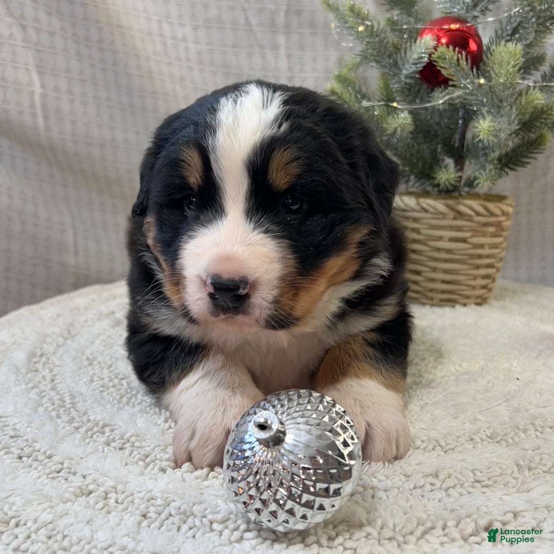 Mixed Breed dogs for sale: Jack - Ad 2