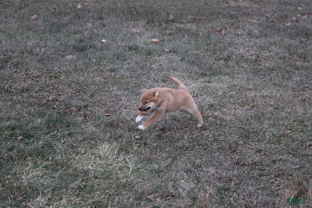 Shiba Inu dogs for sale: Ornament  - Ad 6