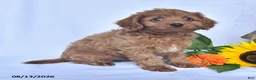 Cavapoo dogs for sale: Alex - Ad 4