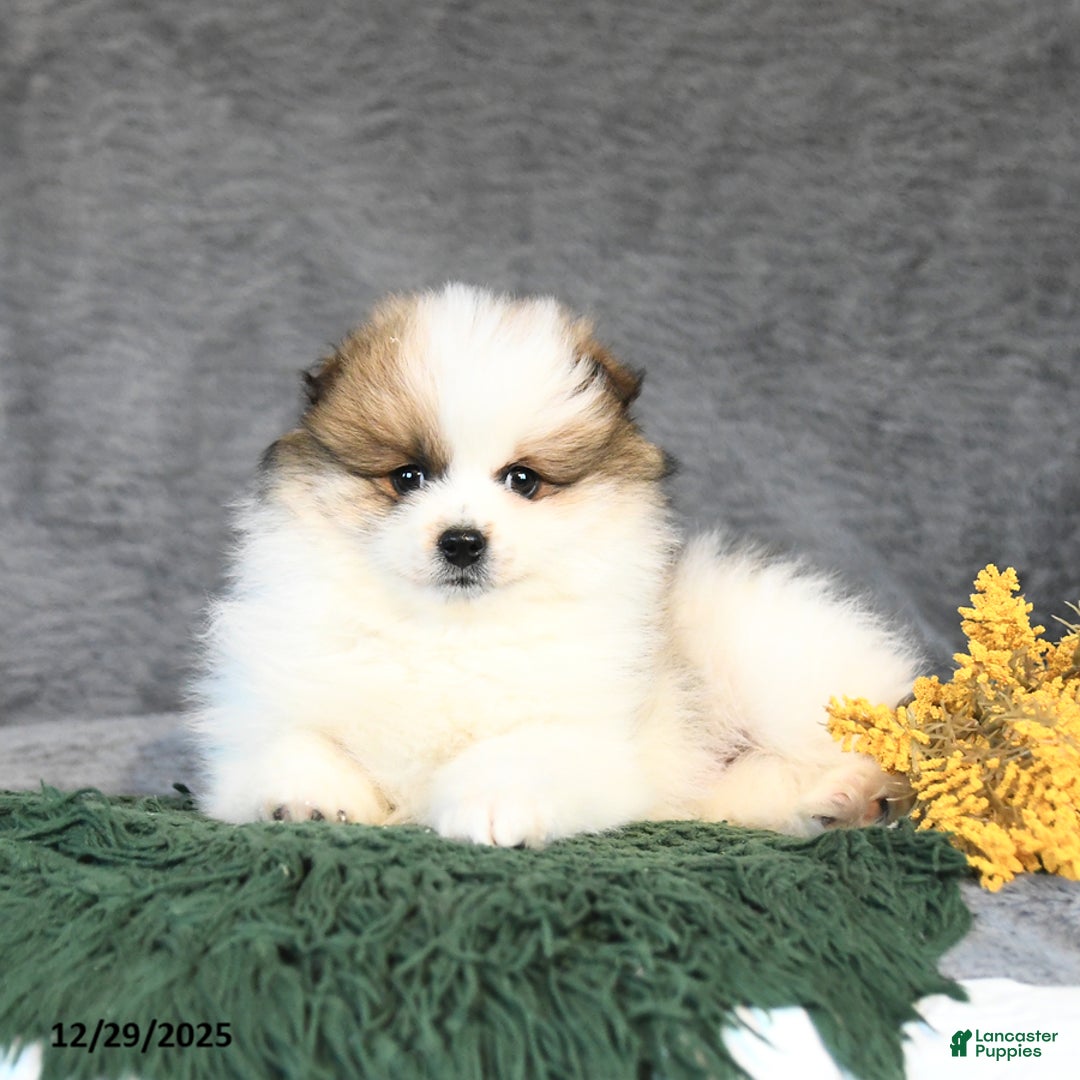 Pomeranian dogs for sale: Forrest - Ad 2