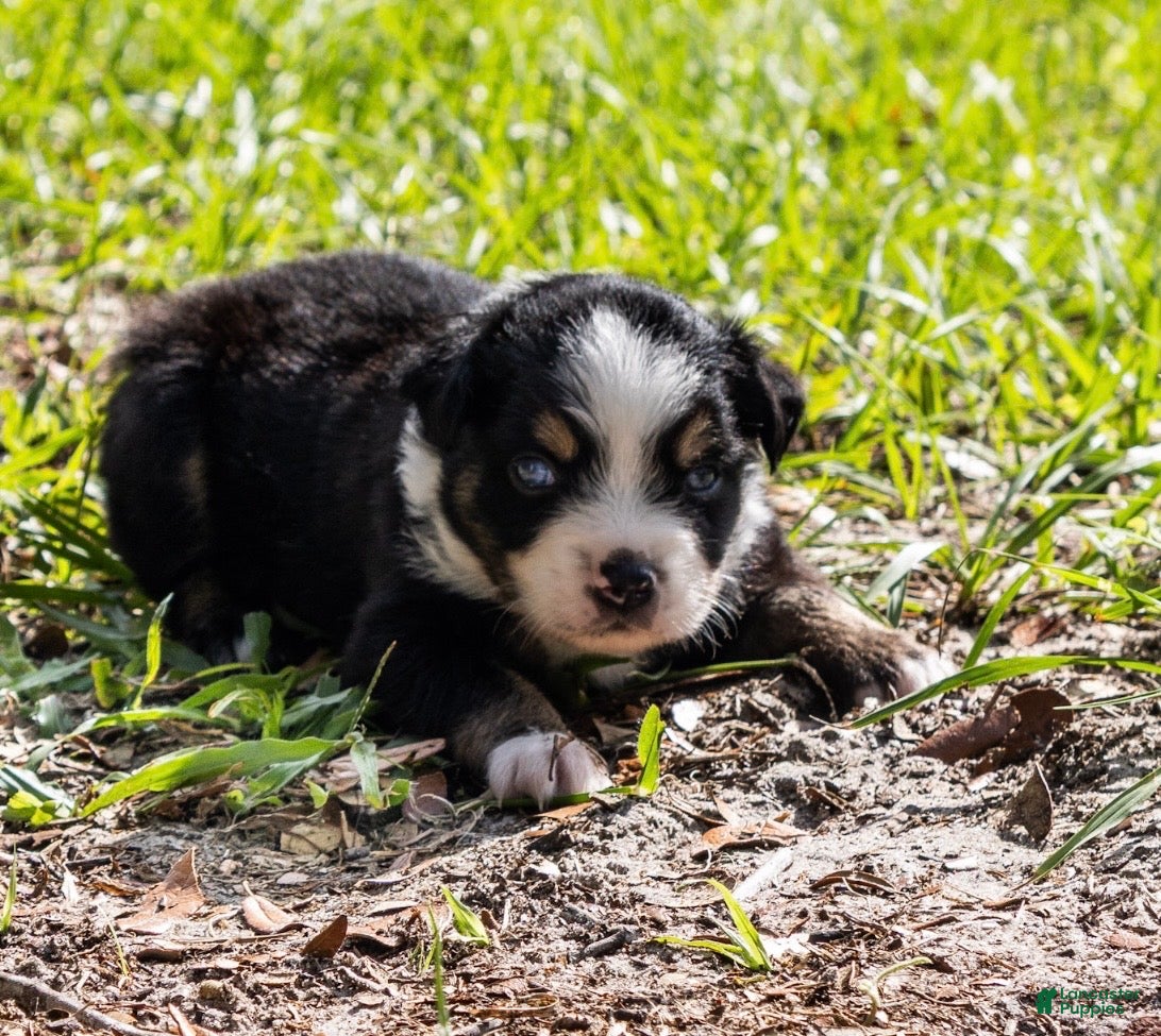 Miniature Australian Shepherd dogs Boy 3 - Ad 1