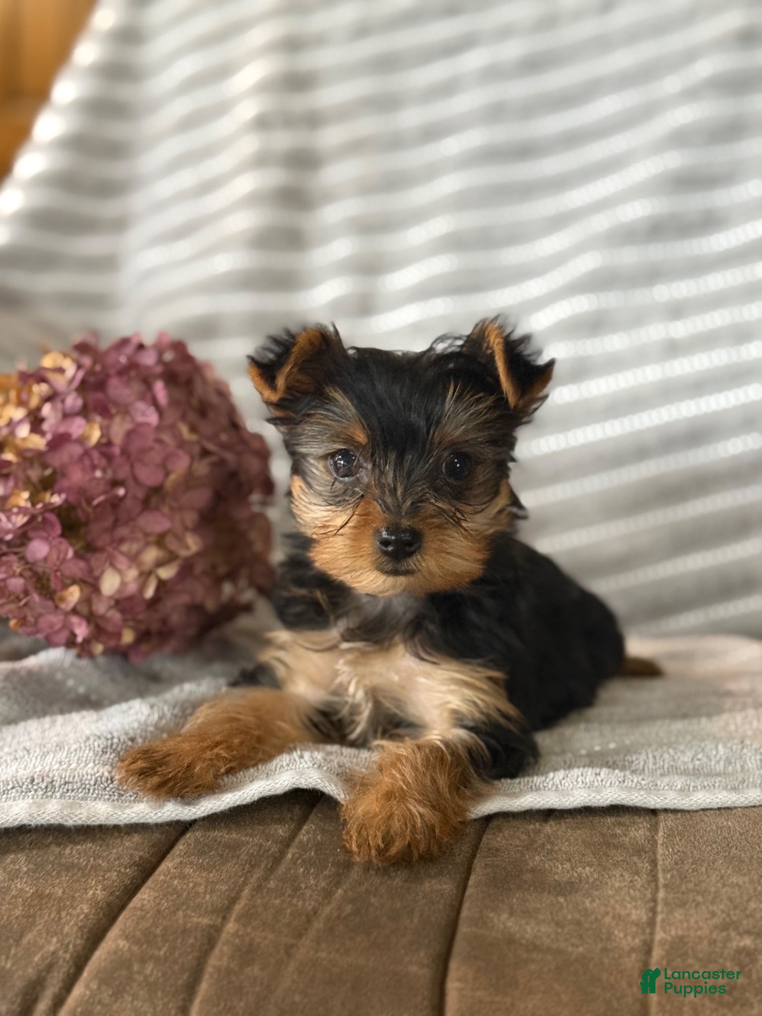 Yorkshire Terrier dogs Yorkshire Terrier Puppy 1 - Ad 1