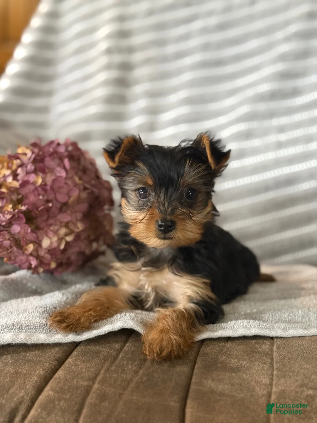 Yorkshire Terrier dogs for sale: Yorkshire Terrier Puppy 1 - Ad 1