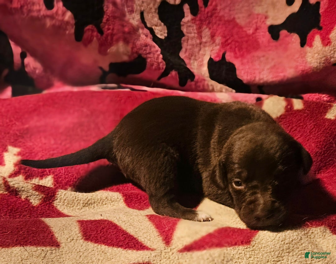 Border Collie dogs for sale: Cierra - Ad 8