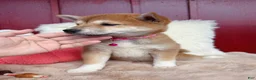 Shiba Inu dogs for sale: 🩷 Wendi 🩷 - Ad 3