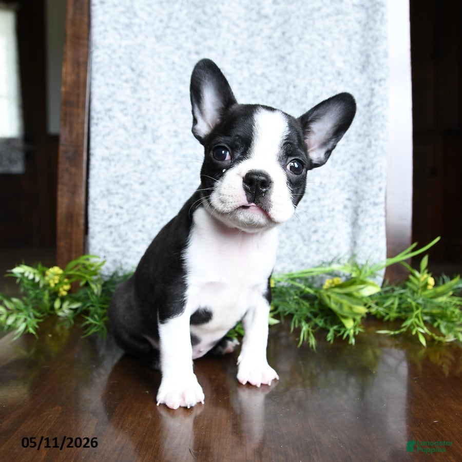 Boston Terrier dogs Evan - Ad 2