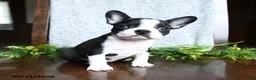 Boston Terrier dogs for sale: Evan - Ad 2