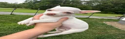 Chihuahua dogs for sale: Cloudy - Ad 4
