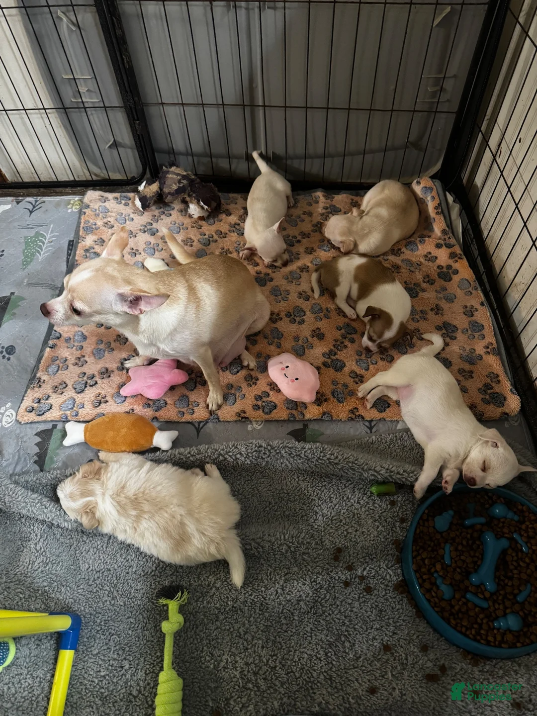 Chihuahua dogs for sale: Tinker bell  - Ad 6