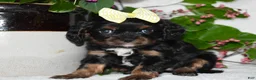 Cavalier King Charles Spaniel dogs for sale: Cavalier King Charles Spaniel 4 - Ad 4