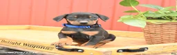 Doberman Pinscher dogs for sale: Royal - Ad 2