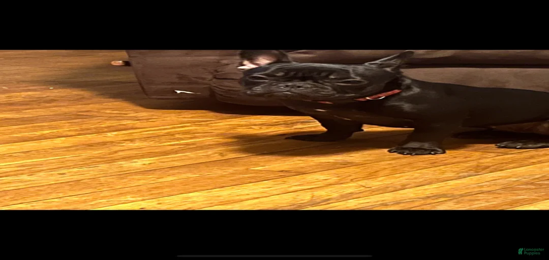 Gallery Image {{count}}