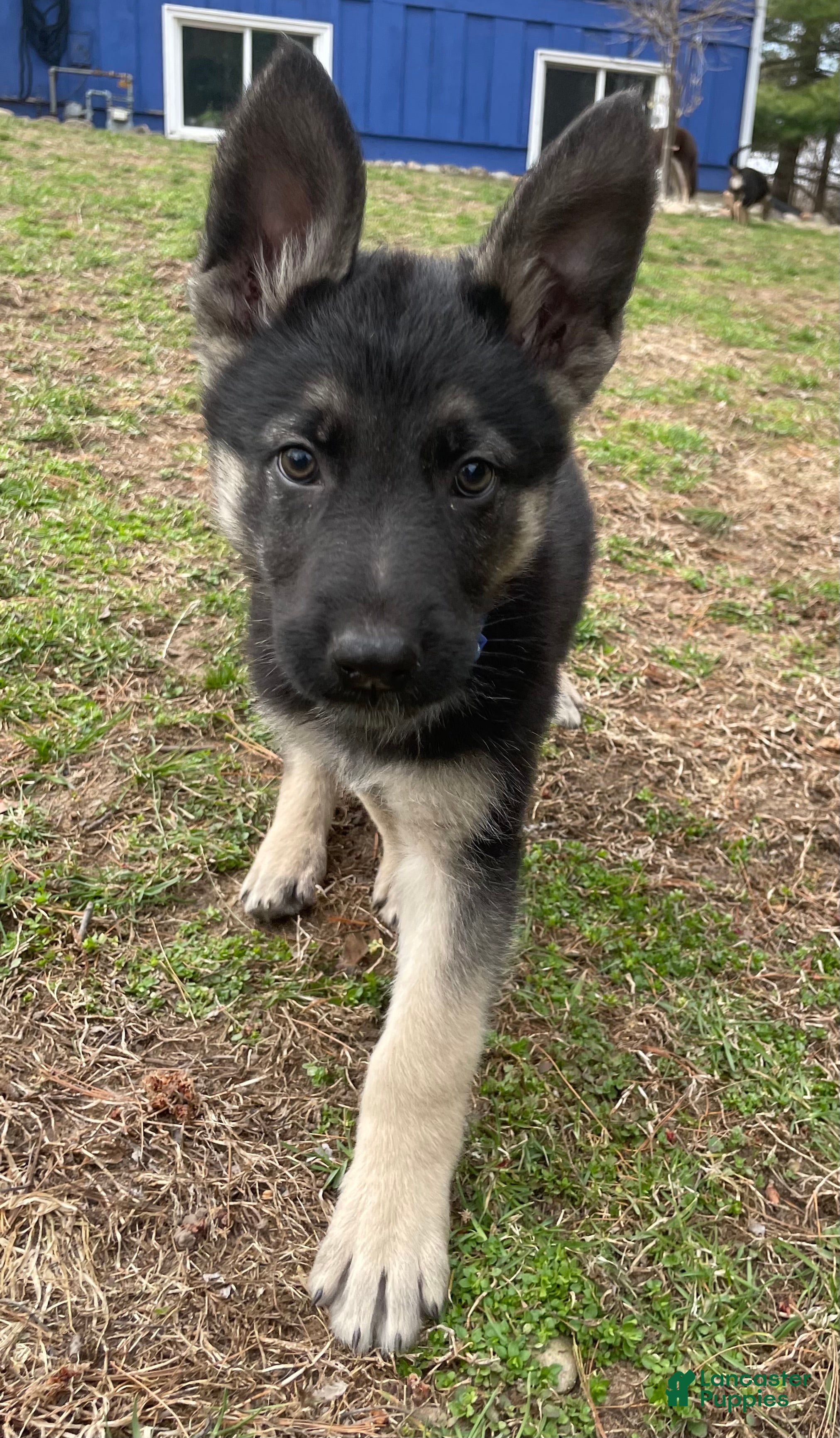 German Shepherd dogs for sale: German Shepherd Puppy 2 - Ad 1