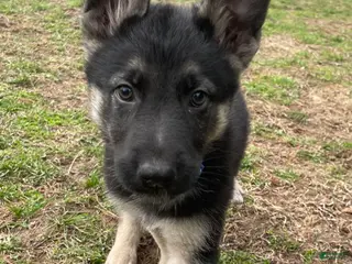 German Shepherd dogs for sale: German Shepherd Puppy 2 - Ad 1