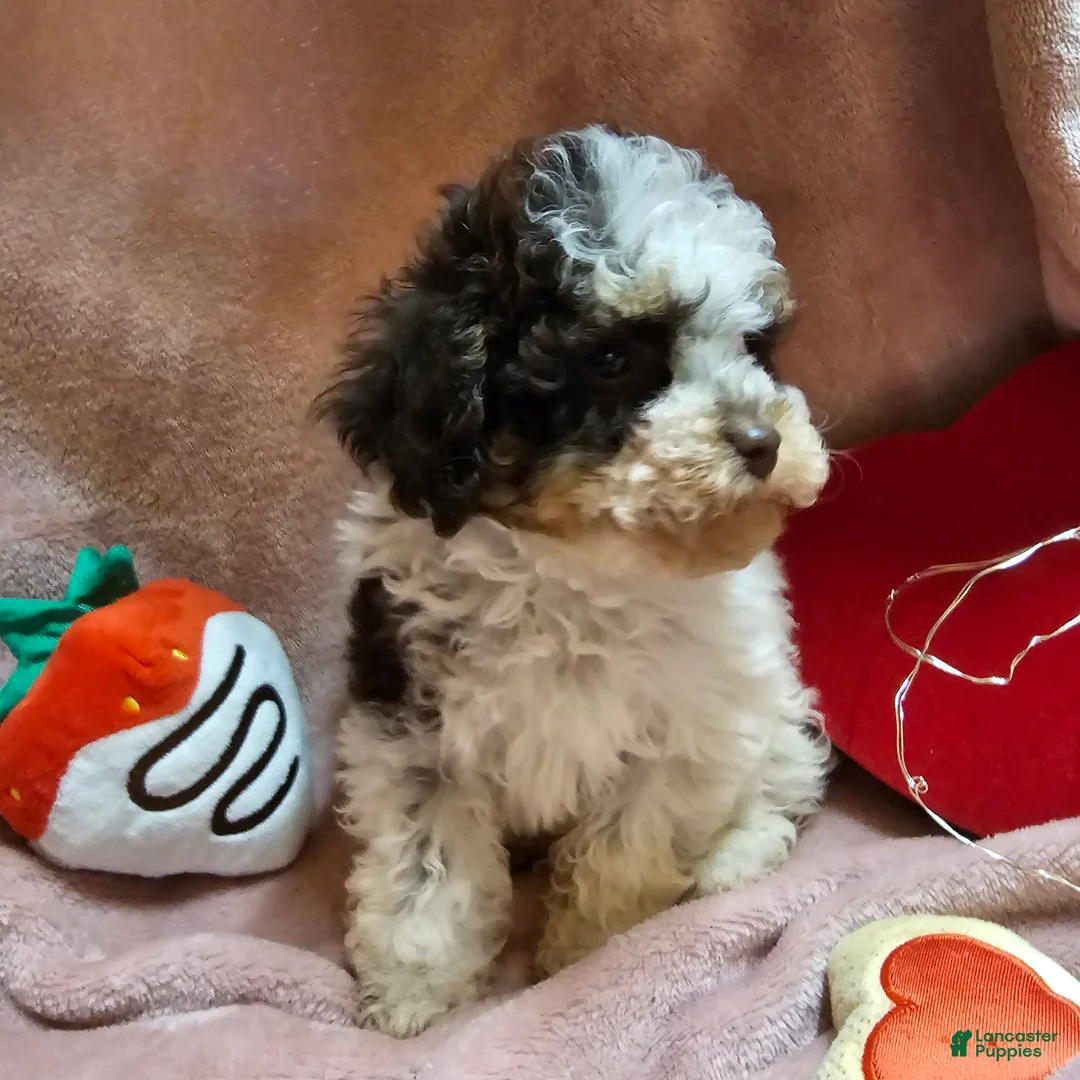 Cockapoo dogs for sale: Twinkle - Ad 3